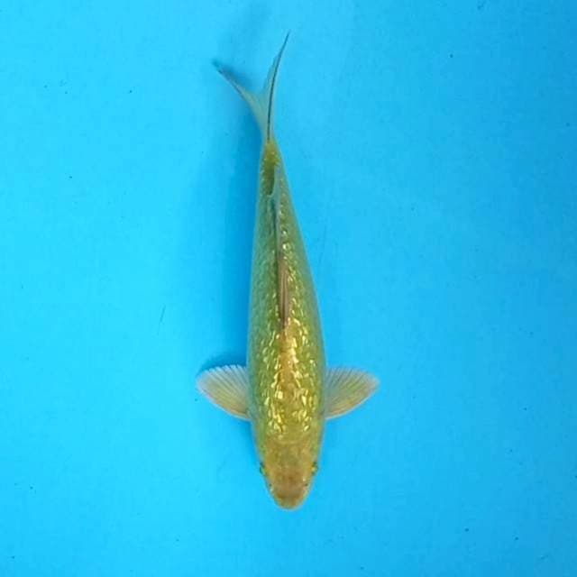 7. Midori Ginrin || 28 cm