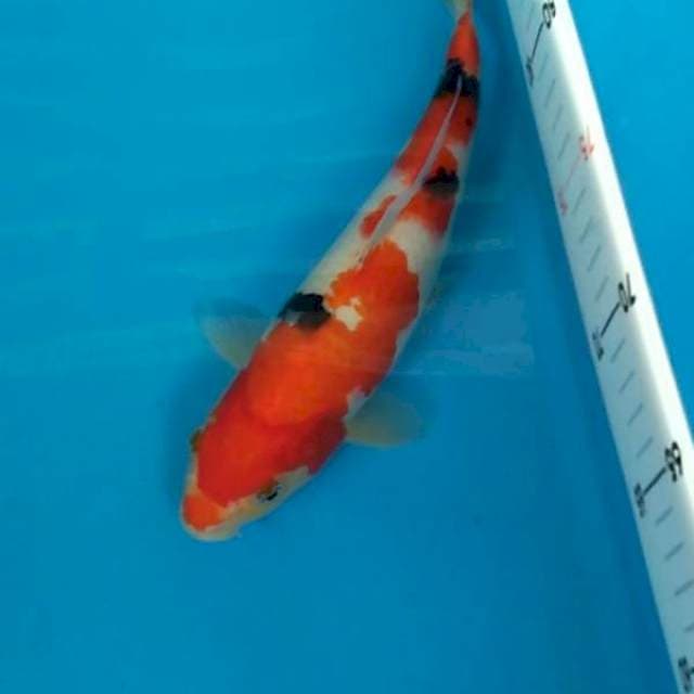 Sanke Inazuma 29 cm