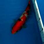 Sanke Inazuma 29 cm