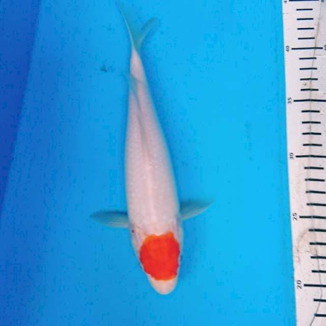 TANCHO KOHAKU