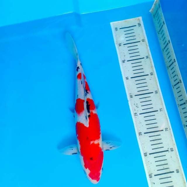 Sanke 38cm