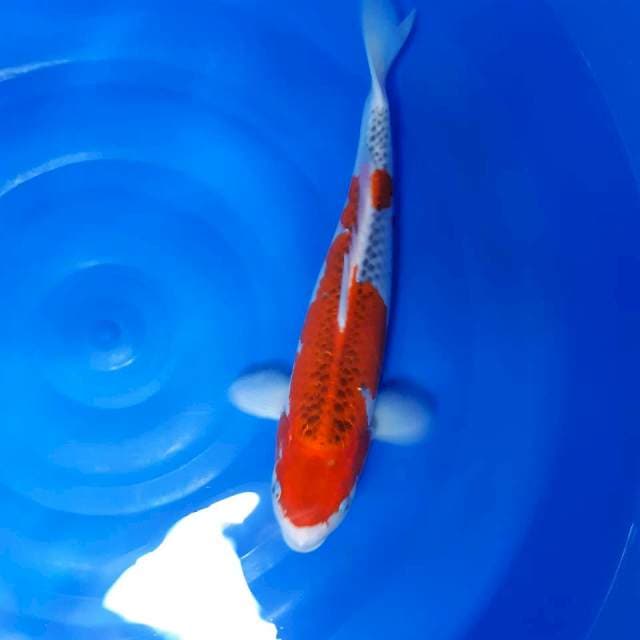 Ghosiki 46 cm female iduk