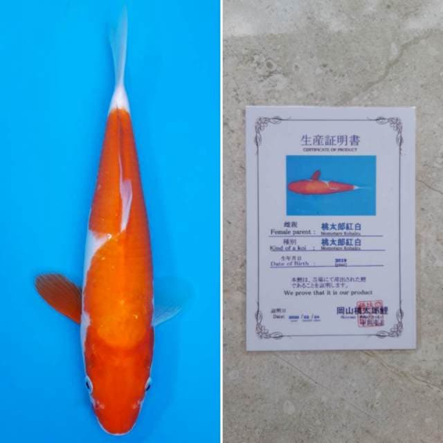 Momotaro kohaku 31cm serti