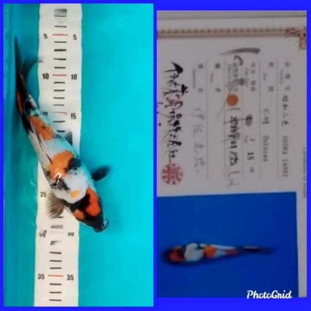 Kindai showa isa