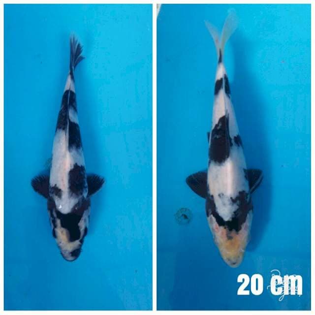 Mik shiro 20 cm kuwalitas