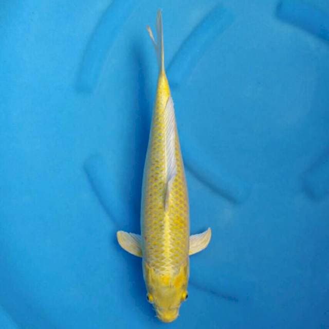 Okawa Jumbo Female Ogon