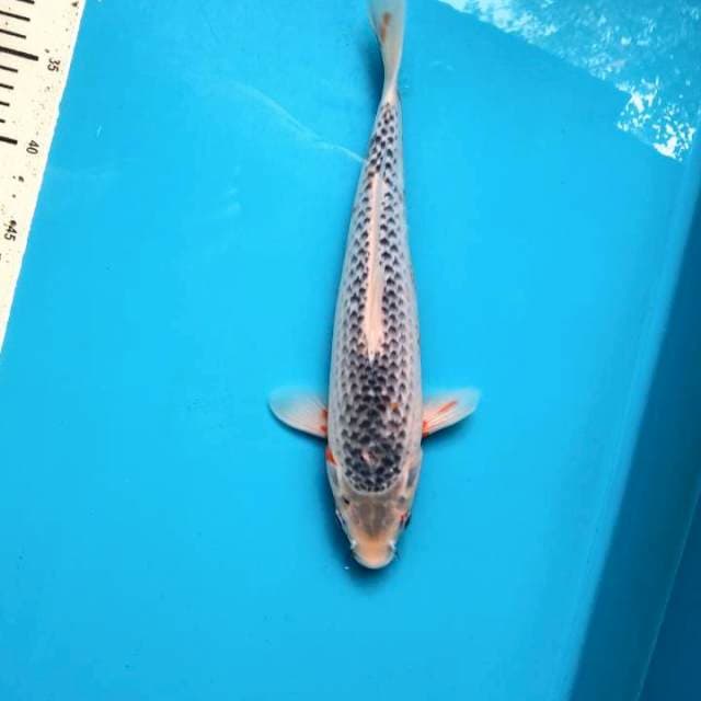 Asagi 33cm Male