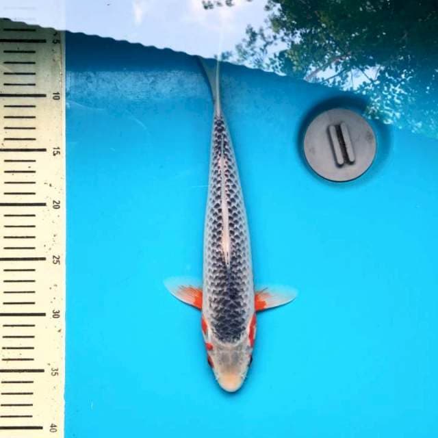 Motoaka asagi 32cm Male
