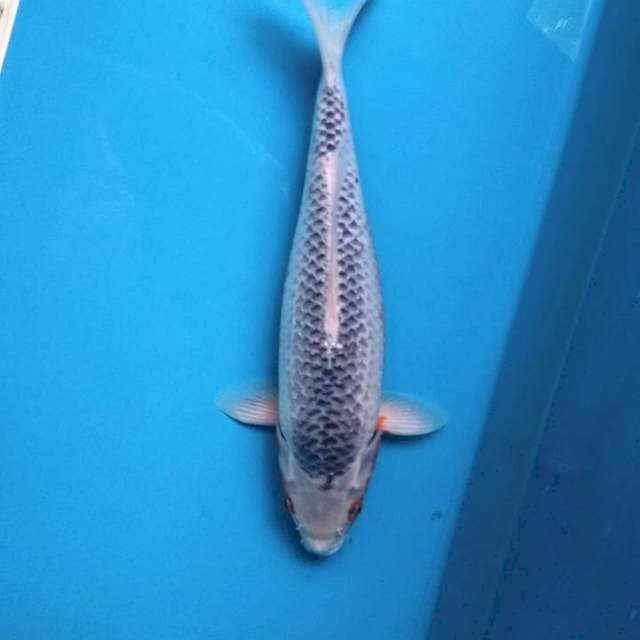 Asagi 39cm female