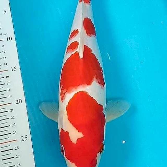 KOHAKU 