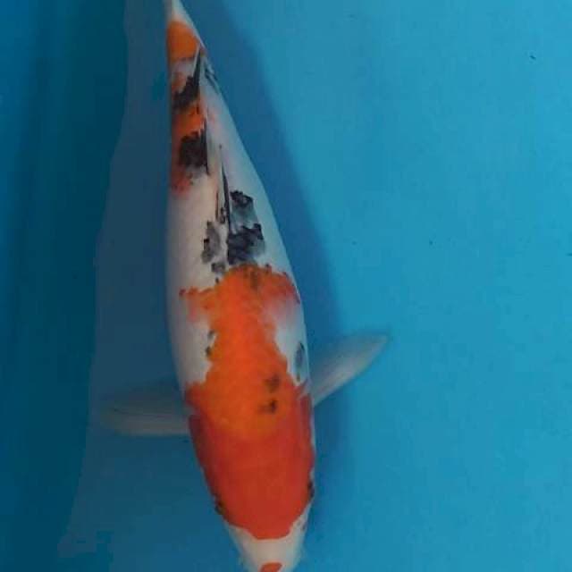 Bulky sanke 34 cm