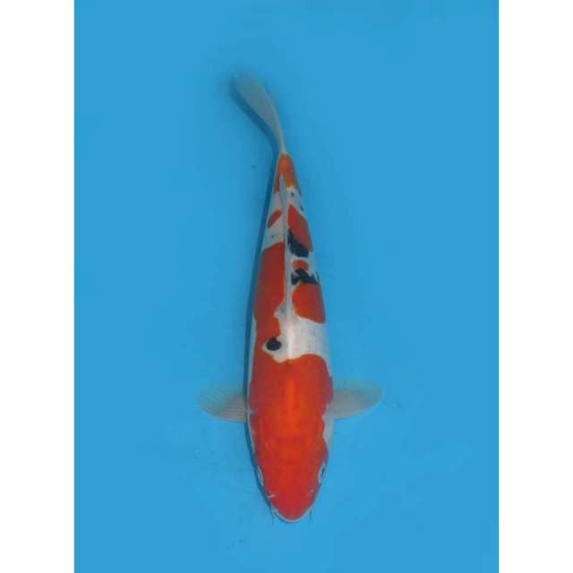 Sanke Doitsu Murni - 27cm Male
