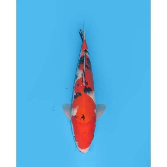 Sanke F1 - 37cm Male