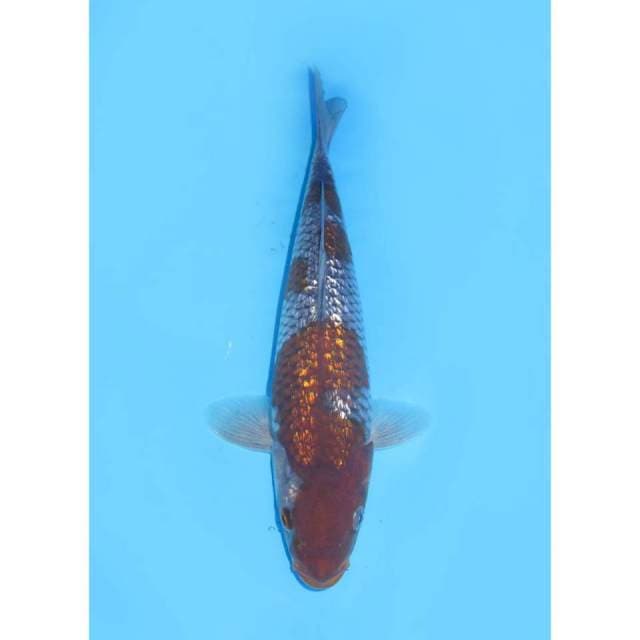 Tosai Ochiba Full Ginrin - 33cm Male