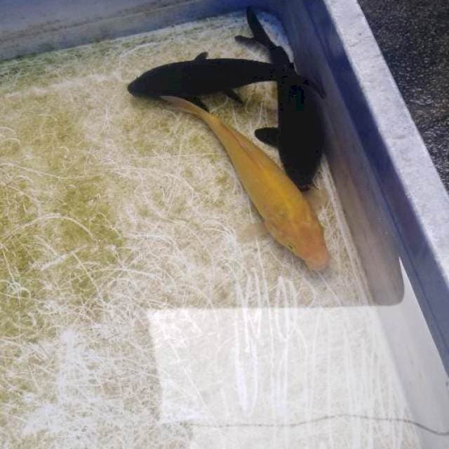 Paket karasu karasi hajiro