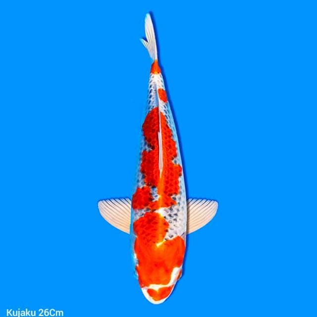 SQ Kujaku 26 cm