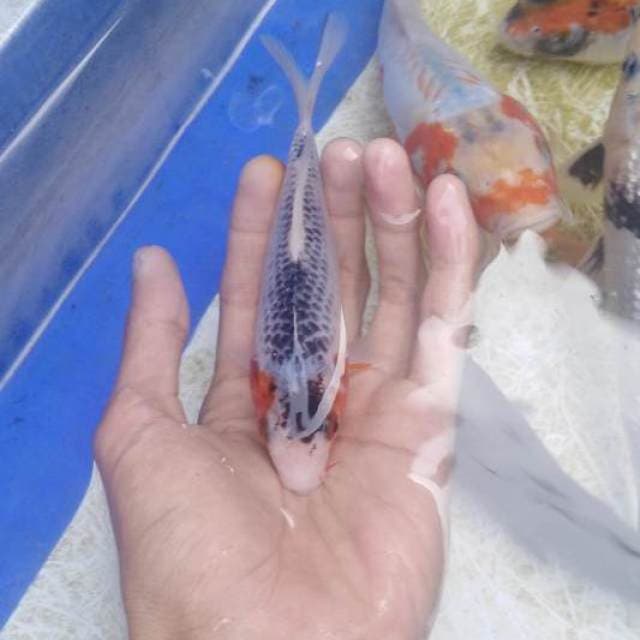 Asagi 20bu