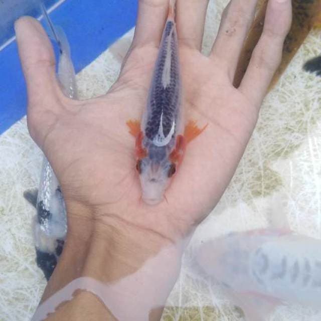 Asagi 15cm