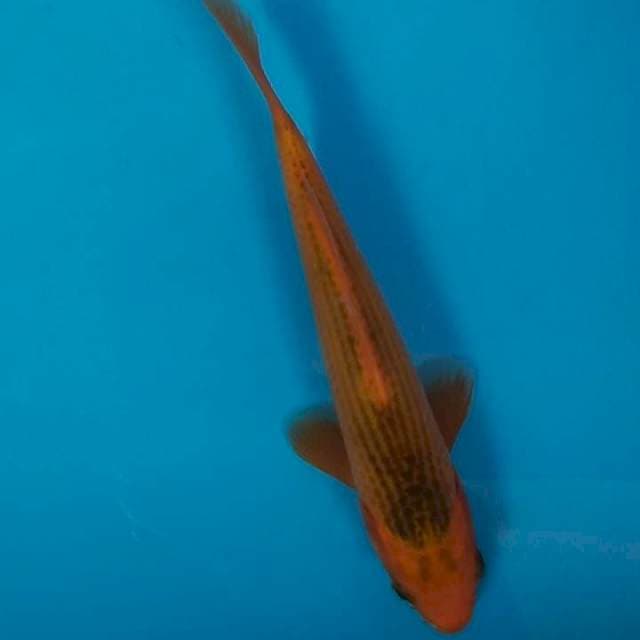 AKA MATSUBA 23 cm