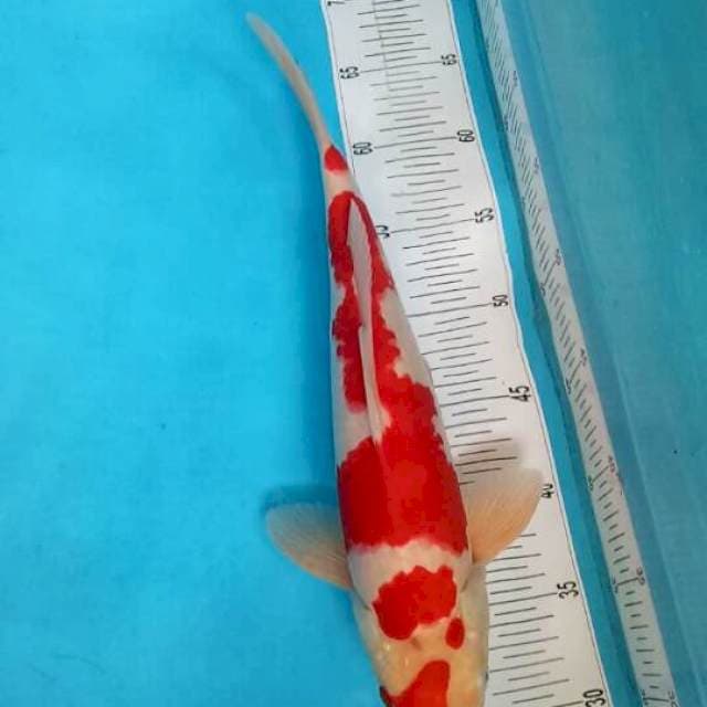 kohaku merah merona