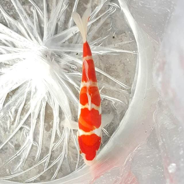 KOHAKU DOITSU