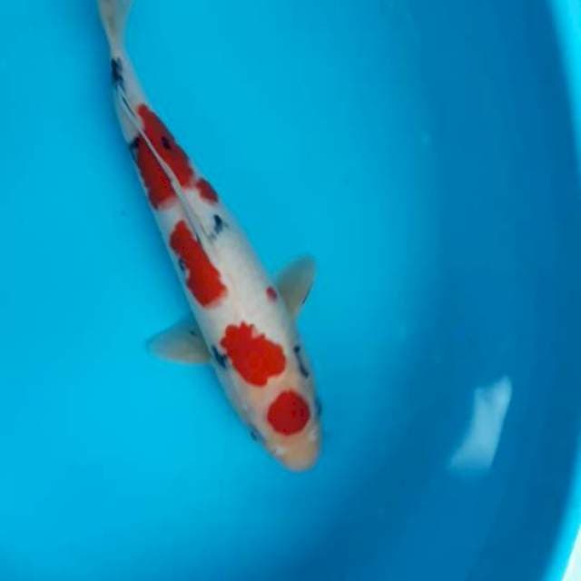 Maruten Sanke 32 cm
