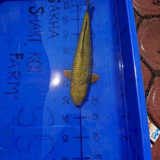 GINRIN OK 30 CM