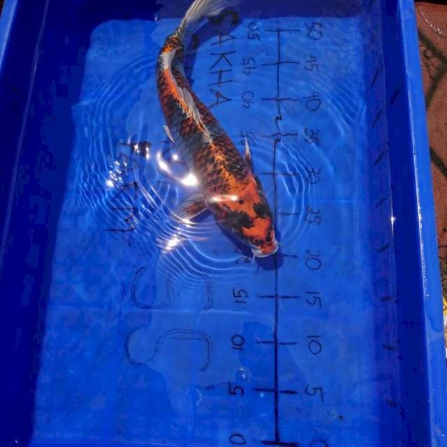 Gosiki GARANG 40 cm