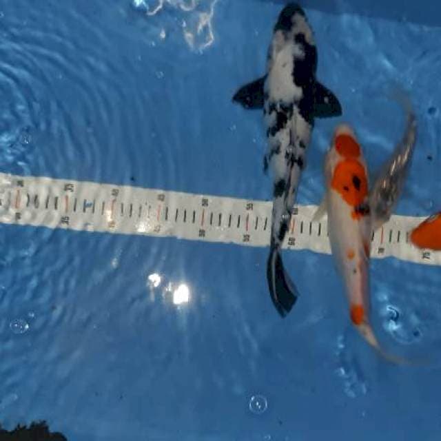 Mix koi size 32up... bonus 1