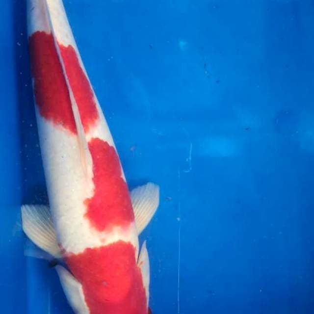 Kohaku merah