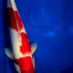 Kohaku merah