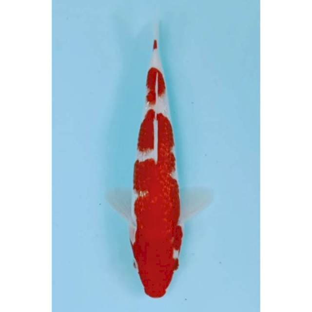 Red kohaku ginrin