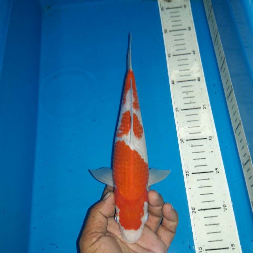 Kohaku