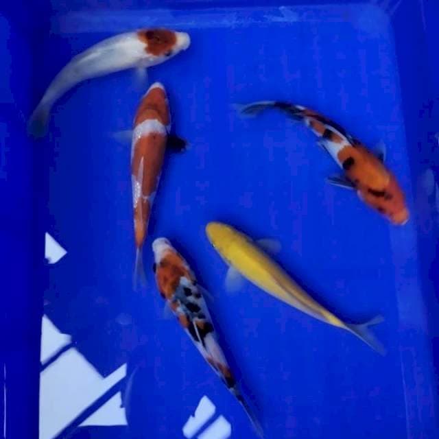TANCO GOROMO,KARASI,SHOWA GINRIN