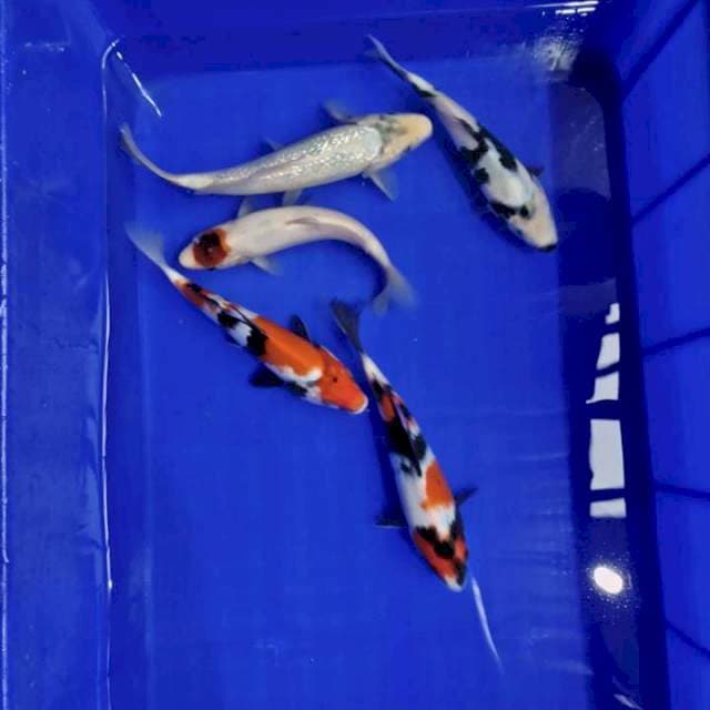 SHOWA,SHIRO GINRIN,TANCO GOROMO
