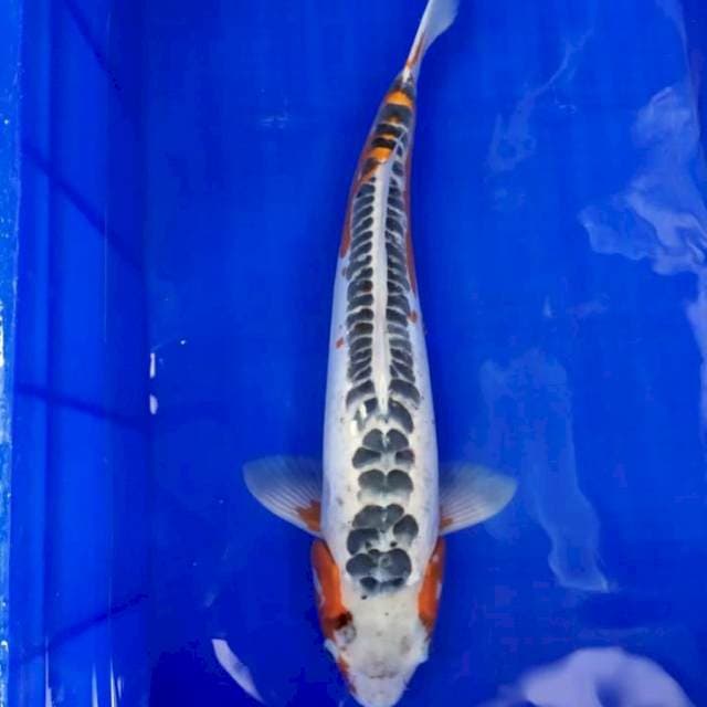 SHUSUI JUMBO 42CM