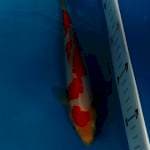 Red Kohaku doitsu murni 25 cm