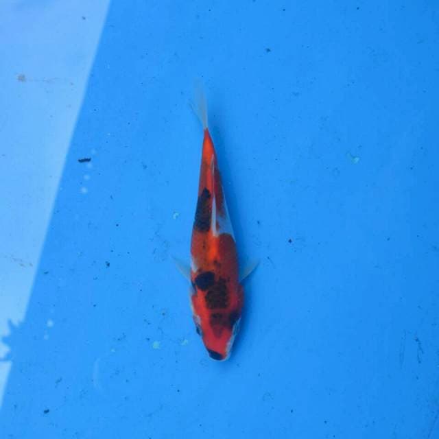 Goshiki Showa F1