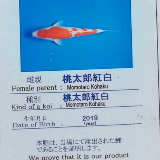 Kohaku sq import