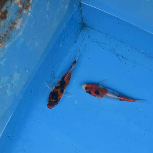 Duo Goshiki Showa F1