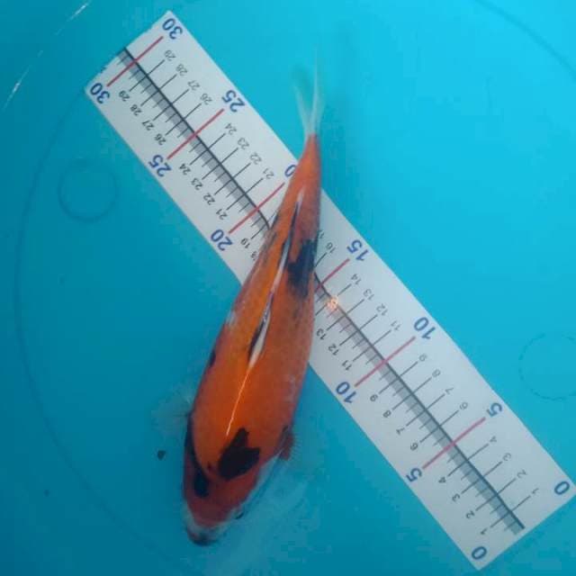Showa sisik punuk 25cm