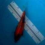 Showa sisik punuk 25cm