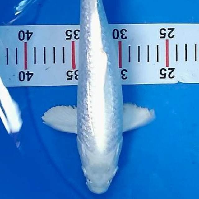 Platinum gindrin 35cm