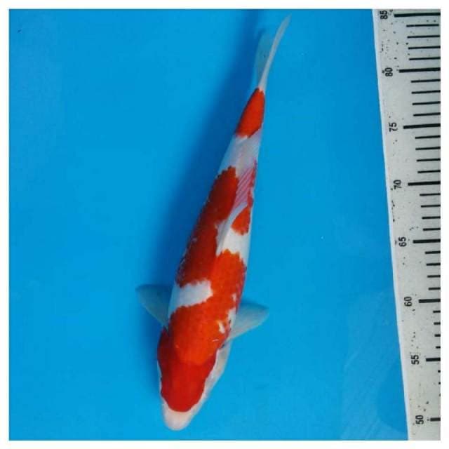 Kohaku bersih 34cm