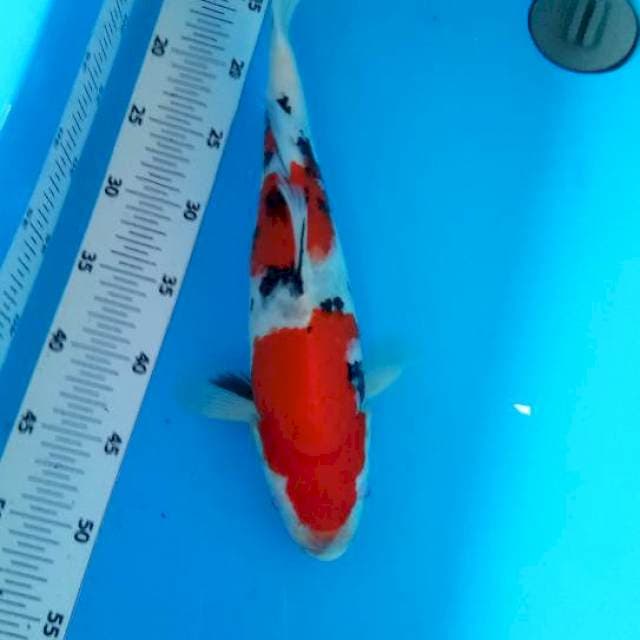 Taisho sansoku38cm