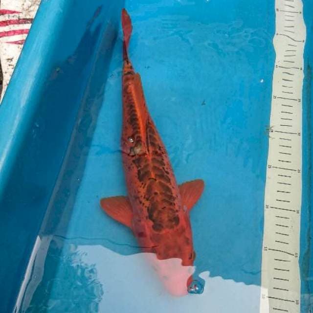 Antique 35cm