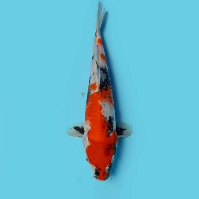 ND ZENXY 24CM