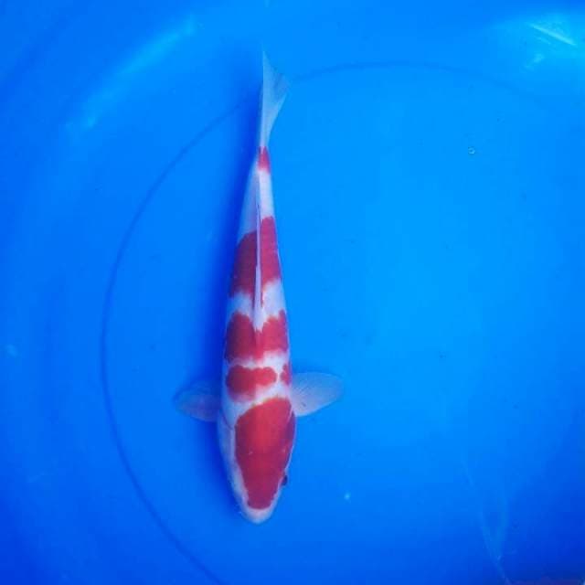 SI MERAH