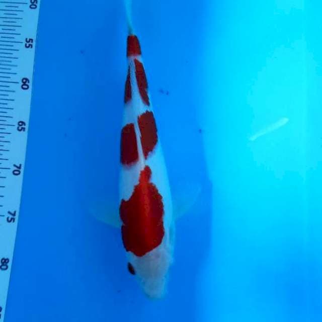 Kohaku30up