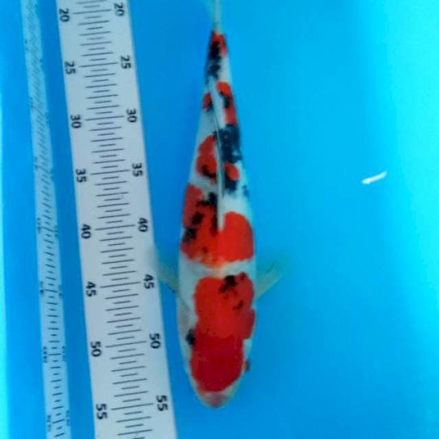 Taisho sansoku35cm